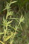 Lindheimer panicgrass